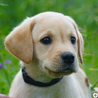 © Working Golden Retriever of Enchanted Garden